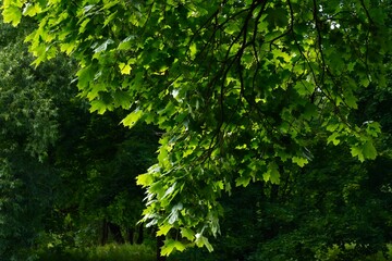 Linden branches in the park in summer
