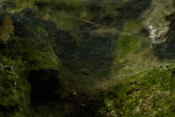 A spider web in the hollow of a tree