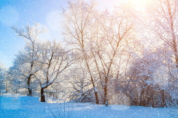 Winter picturesque Christmas landscape - frosted winter forest trees lit by soft morning sunlight, peaceful winter Christmas landscape forest scene