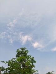 Cassava plant, Manihot esculenta, against a cloudy sky. Cassava leaves are often consumed as a vegetable in Indonesia and are rich in nutrients.