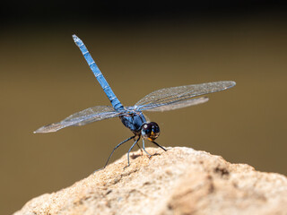 Libelle