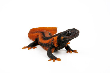 Geknöpfter Birma-Krokodilmolch // Himalayan newt (Tylototriton verrucosus) 