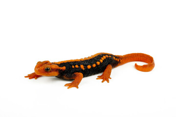 Himalayan newt // Geknöpfter Birma-Krokodilmolch (Tylototriton verrucosus) 