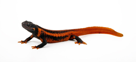 Geknöpfter Birma-Krokodilmolch // Himalayan newt (Tylototriton verrucosus) 