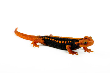 Himalayan newt // Geknöpfter Birma-Krokodilmolch (Tylototriton verrucosus) 