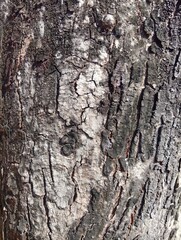 Rustic Aged Tree Bark Texture Background