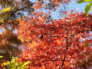 紅葉