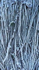 close up of a frozen leaf