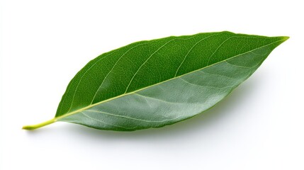 Obraz premium Vibrant Leaf Close-up: A singular, fresh green leaf is presented, the delicate veins and textures, capturing nature's artistry with elegance.