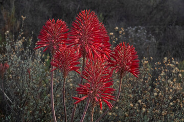 Red mitre aloe floweheads (Aloe mitriformis) in late afternoon light.