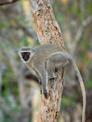 Grüne Meerkatze