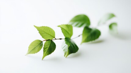 Obraz premium Nature's Delicate Branch: A close-up view of a vibrant green branch with fresh leaves delicately displayed. It's a celebration of purity and freshness.