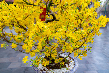 The shimmering yellow apricot flowers bloom in springtime