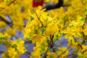 The shimmering yellow apricot flowers bloom in springtime
