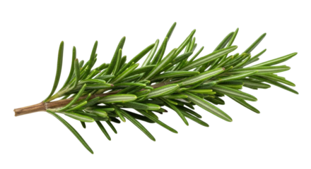 Isolated sprig of rosemary with needle like leaves on a plain place on transparent background
