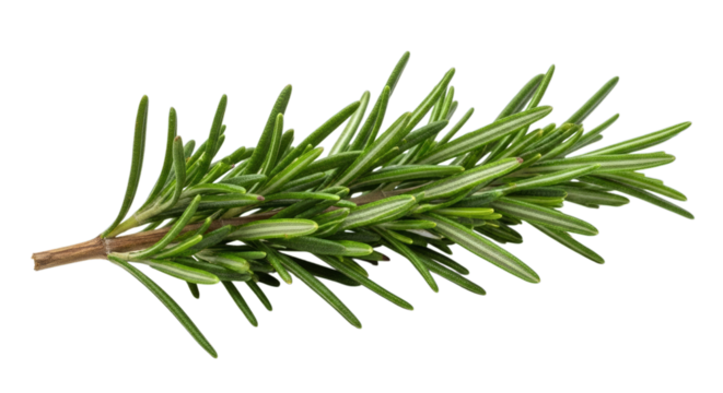 Isolated sprig of rosemary with needle like leaves on a plain place on transparent background