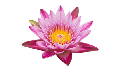 Fototapeta premium Isolated close up of a vibrant blooming lotus with yellow center focus on transparent background