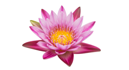Isolated close up of a vibrant blooming lotus with yellow center focus on transparent background
