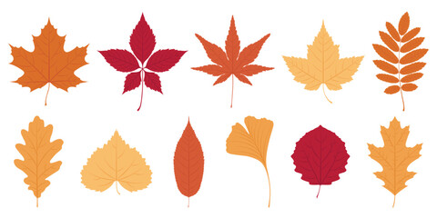 Collection of bright colorful autumn leaves in various shapes and hues isolated on a white background. Vector foliage illustration.	