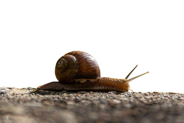 The snail crawls along the road. Reach a certain speed.