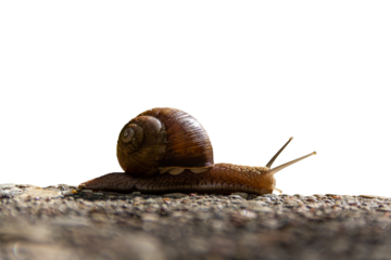 The snail crawls along the road. Reach a certain speed.