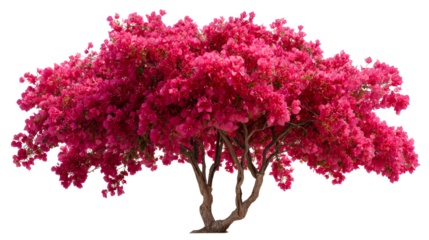 Vibrant bougainvillea tree bursting with fuchsia blossoms, perfect for garden themes, floral displays, or exotic botanical concepts for spring and summer promotions