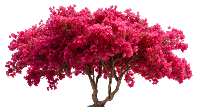 Vibrant bougainvillea tree bursting with fuchsia blossoms, perfect for garden themes, floral displays, or exotic botanical concepts for spring and summer promotions