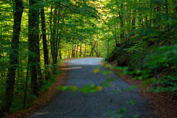 beautiful scene of  the forest in the park in  autumn
