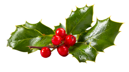 Fresh sprigs of holly with bright red berries and glossy green leaves speckled with water droplets, perfect for seasonal promotions and holiday greetings