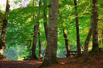 beautiful scene of the forest in the park in autumn