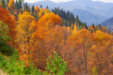 beautiful scene of the forest in the park in autumn