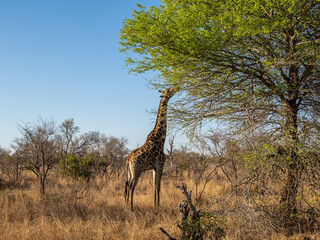 Giraffe