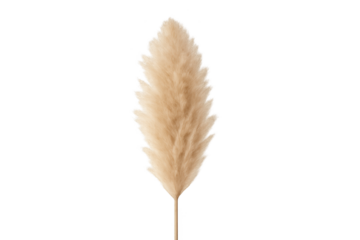 Beige pampas grass plume on transparent background