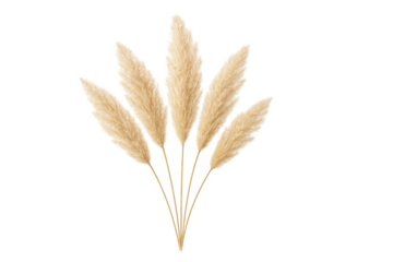 Five beige pampas grass plumes on slender stems, botanical decor