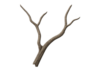 Weathered, bare tree branch with two forked limbs on transparent background