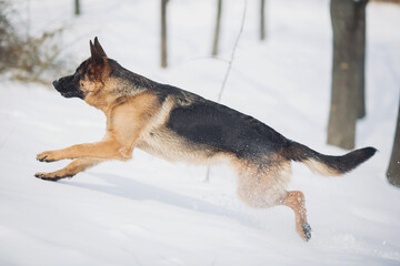 Dog runs in snow at a park during winter, playing and enjoying the cold weather in a natural setting with trees nearby