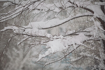 Snow covers tree branches in winter, creating a quiet landscape in a suburban setting during a snowfall event in the afternoon