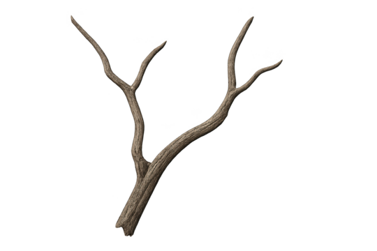 Weathered, bare tree branch with two forked limbs on transparent background - Powered by Adobe