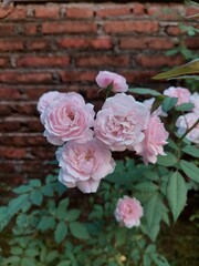 Rosa chinensis is a true rose species and is the ancestor of many modern hybrid roses, contributing the repeat flowering trait.