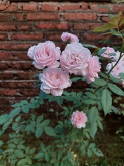 Rosa chinensis is a true rose species and is the ancestor of many modern hybrid roses, contributing the repeat flowering trait.