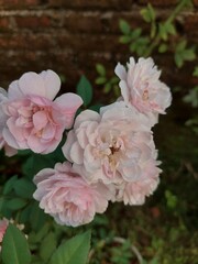 Rosa chinensis is a true rose species and is the ancestor of many modern hybrid roses, contributing the repeat flowering trait.