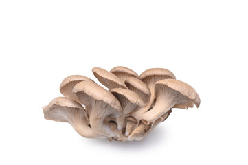 Several Separate Oyster Mushrooms, Ready for Slicing, on White Background. Recipe Ingredient.