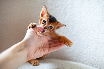 Little red kitten with biting woman's finger. Abyssinian ruddy kitten playing with human hand on soft light bed. Unwanted cat's behavior. Copy space.