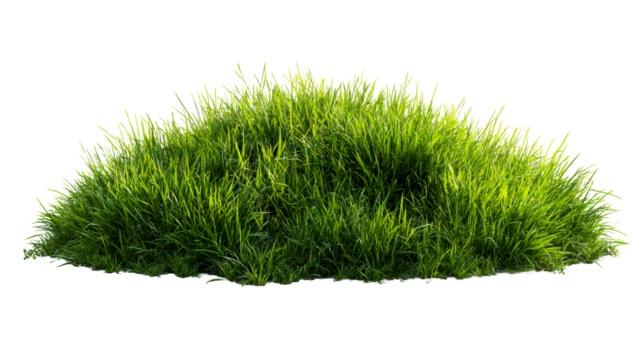 Lush green grass clump with sunlight dappling through blades, perfect for lawn care, nature themes, and springtime promotions.