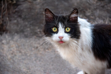 Fototapeta premium Portrait of a surprised black and white long-haired domestic cat with big eyes. The cat walks alone on the street.