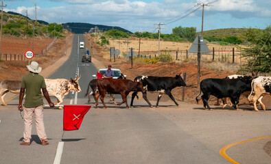 Cows and donkeys heading home in the Klein Karoo.