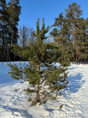 Young pine tree standing in bright winter sunlight on snowy ground.