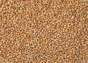 Dry grain for baking bread and rolls.