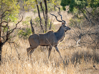 Kudu