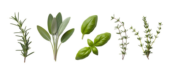 fresh mediterranean herbs isolated over a transparent background rosemary, sage, basil and thyme, farm fresh food and healthy diet herbal design elements, PNG
